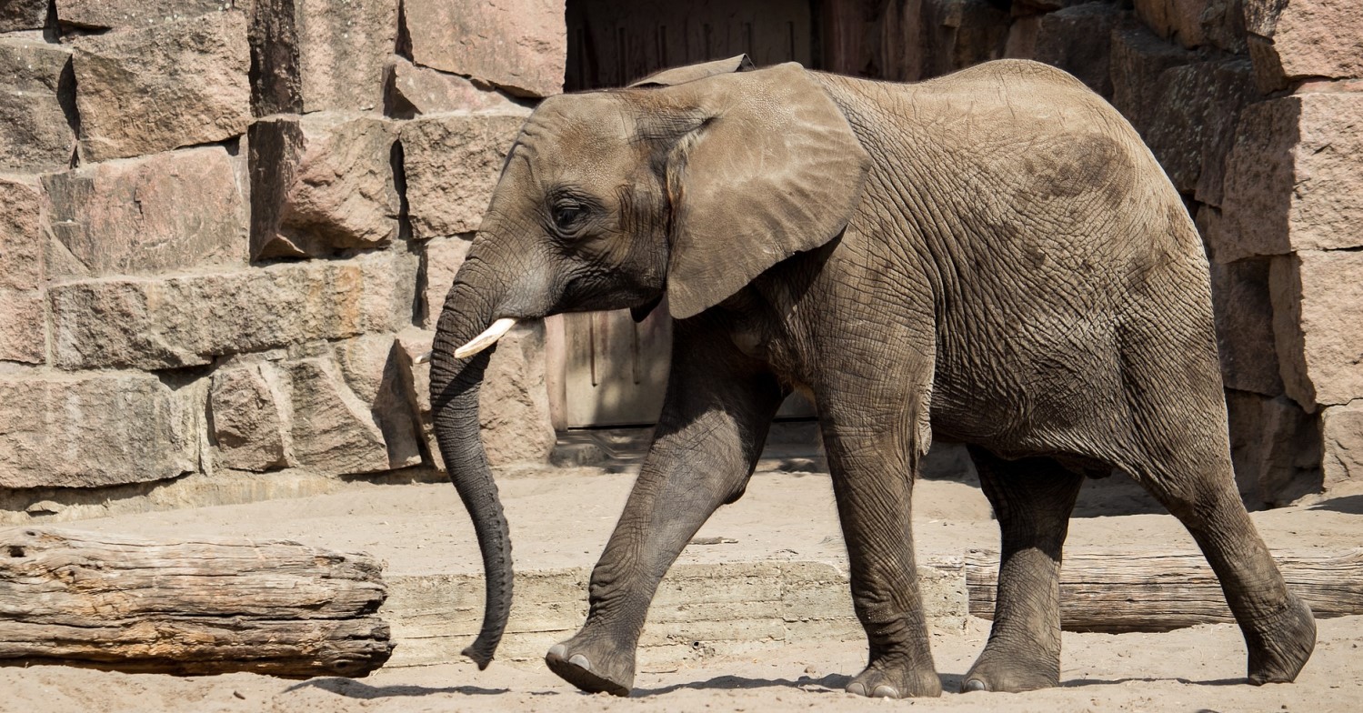 Ein junger Elefant läuft durch sein Gehege im Tierpark Berlin