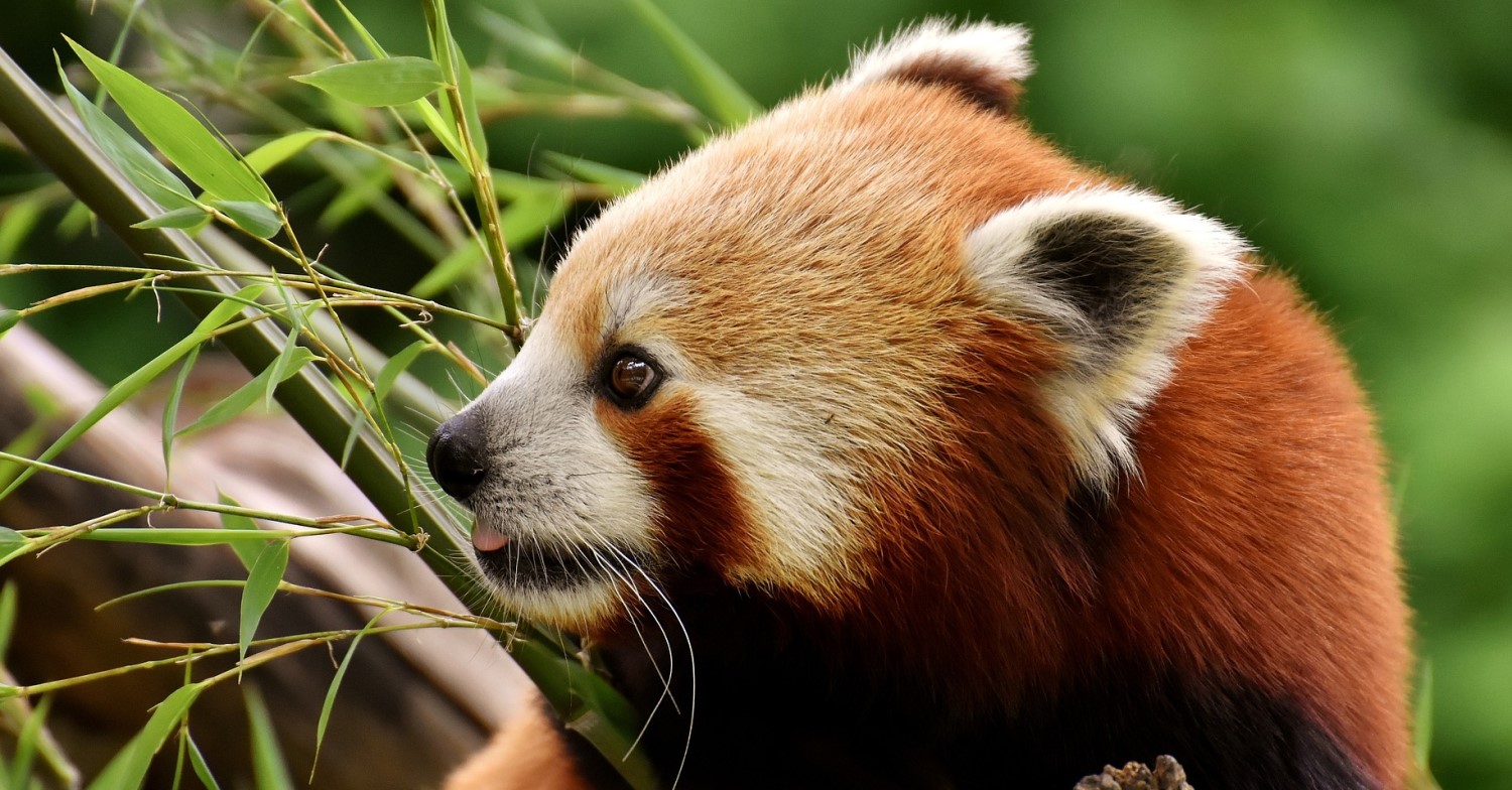 Seitliche Aufnahme eines kleinen Pandas. Der Kopf des Tieres und einige Bambuszweige sind zu sehen.