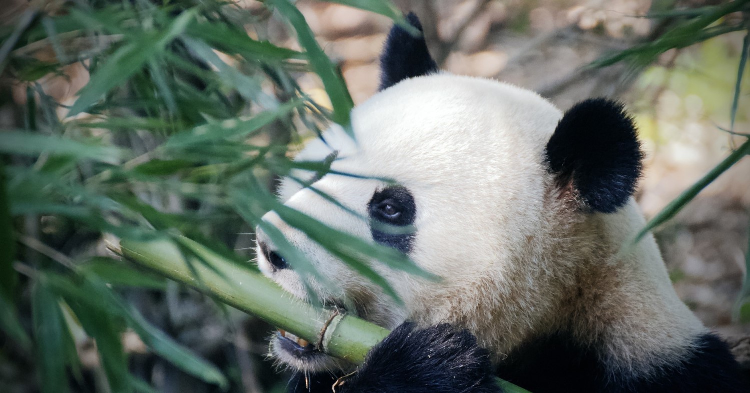 Ein Panda Bär frisst Bambus - zu sehen ist der Kopf des Pandas und ein großer Bambuszweig