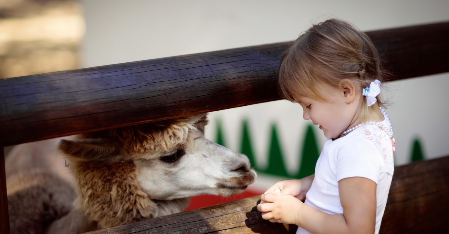 Ein kleines Mädchen füttert ganz vorsichtig ein Lama, das seinen Kopf unter einem Zaunbalken hervorstreckt